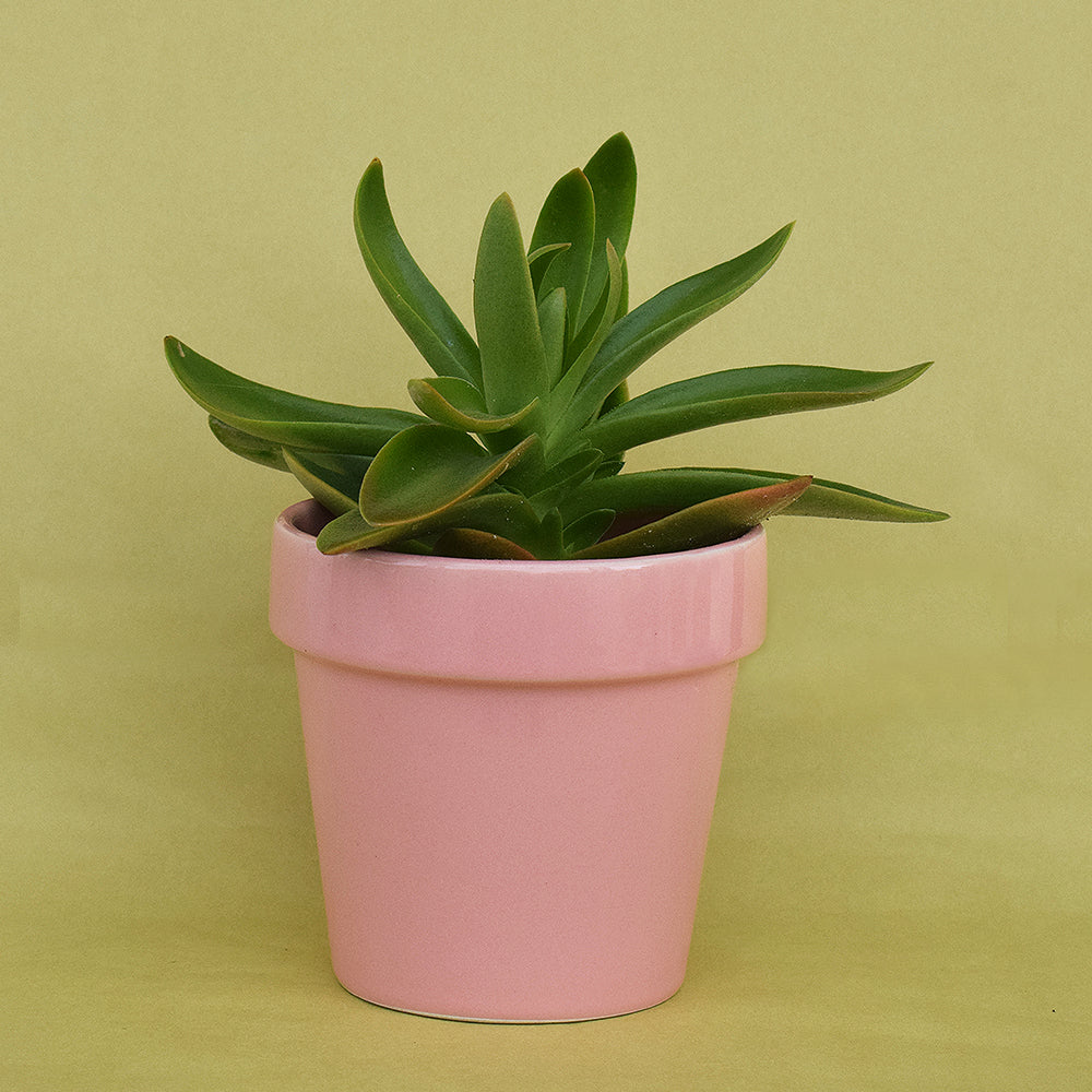 Pretty Peachy Pink Planter