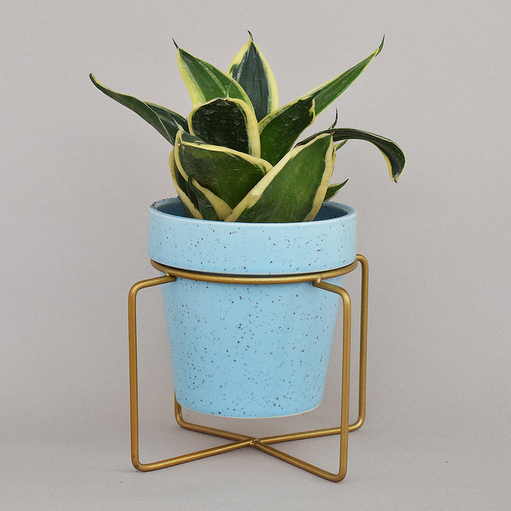 Cuban Blue Planter With Voguish Gold Stand