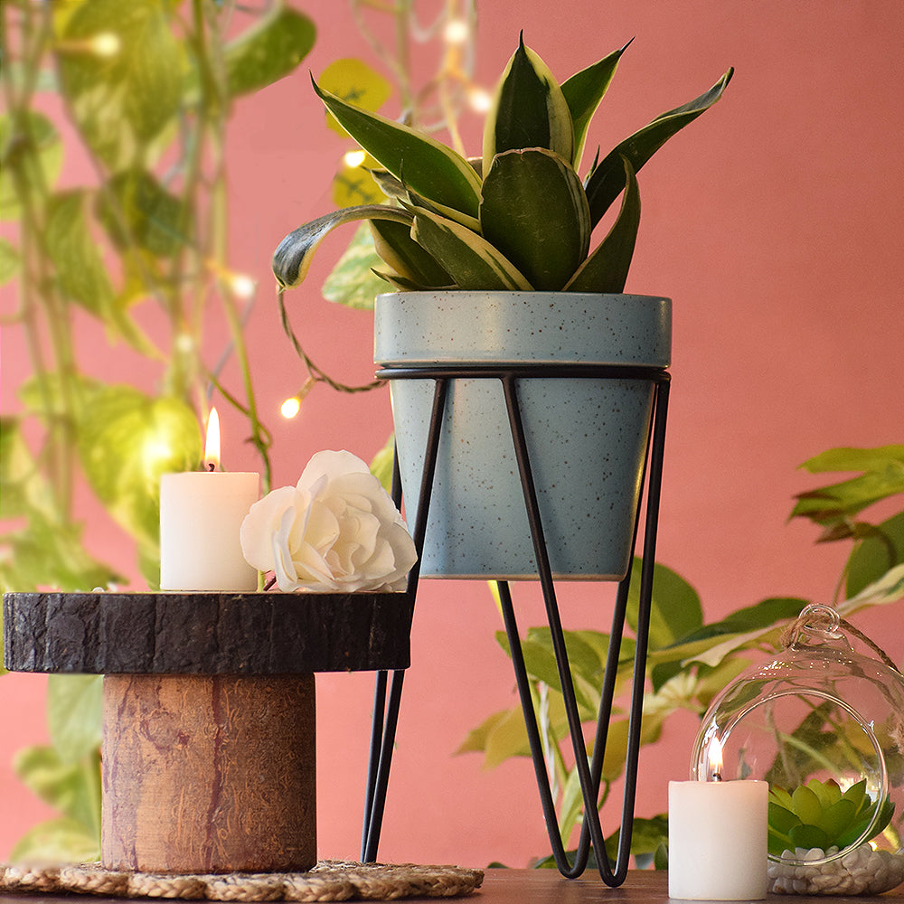 Cuban Blue Planter With Bold Black Stand