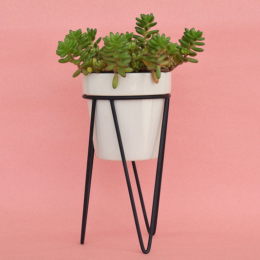 Earthy White Planter With Bold Black Stand
