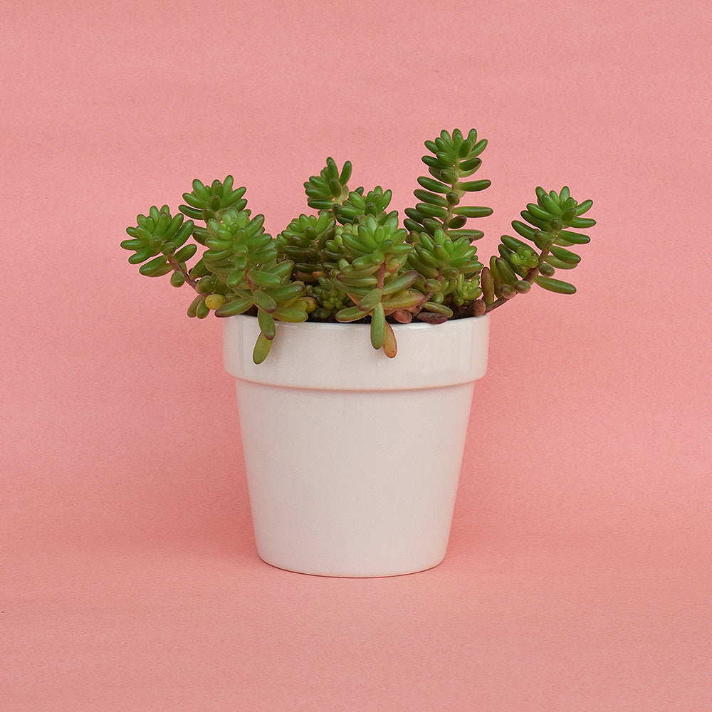 Earthy White Planter
