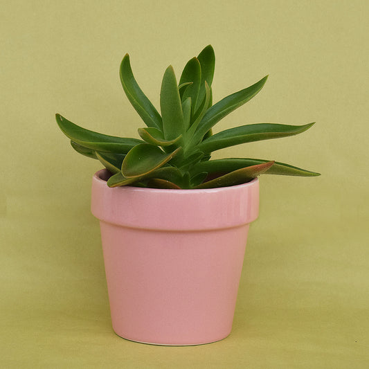 Pretty Peachy Pink Planter