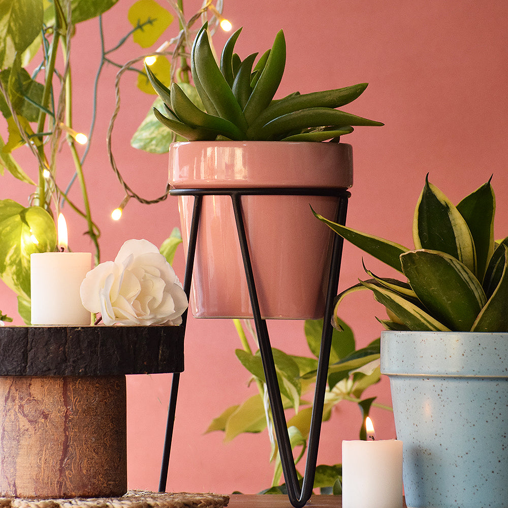 Pretty Peachy Pink Planter With Bold Black Stand